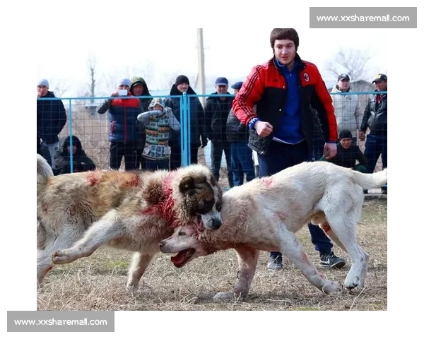 震撼揭秘全球大型斗狗比赛背后的激烈对决与幕后故事